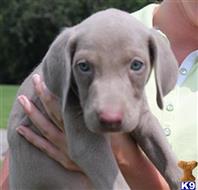 weimaraner puppy posted by Havencrest Gundogs